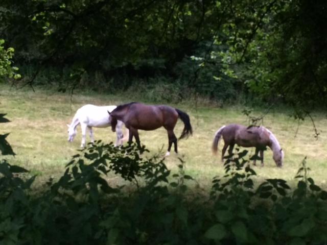 Woodmill Farm Cottage Alvington ภายนอก รูปภาพ