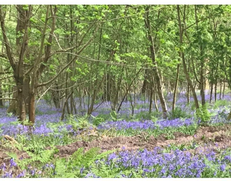 Woodmill Farm Cottage Alvington ภายนอก รูปภาพ